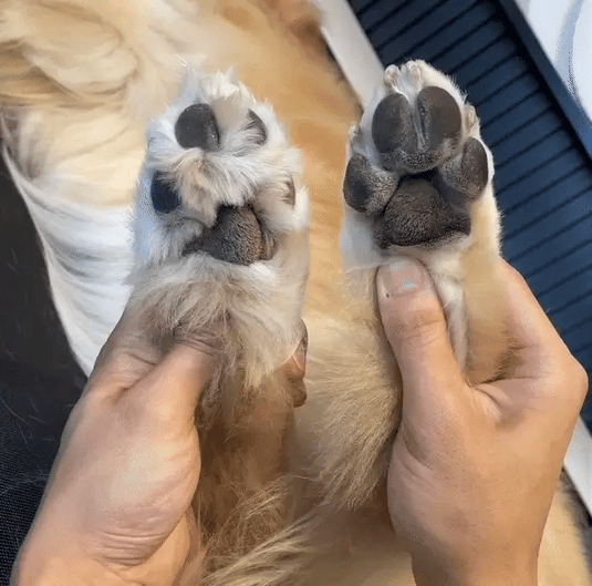 Tagliaunghie per Cani con LED