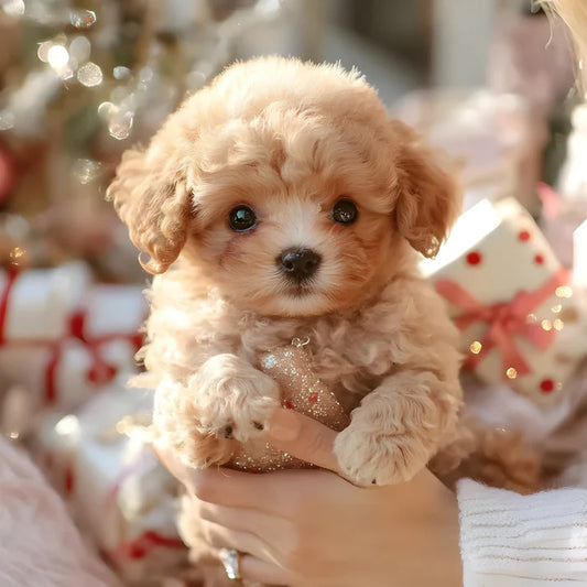 Il Cucciolo di MANINI ITALIA™